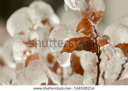 Tree branch with leaves trapped under ice after winter freezing rain close up