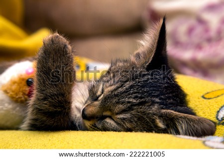 small cute kitten sleeps hugging plush toy
