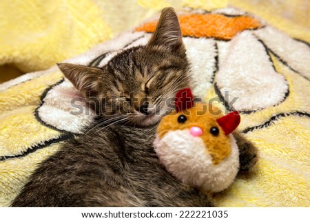 small cute kitten sleeps hugging plush toy
