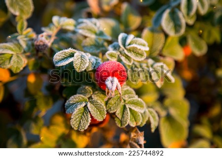 frozen berries and leaves of the rose at sunrise