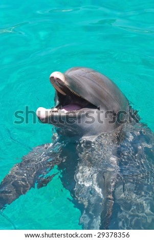 Dolphin laughing at the crowd
