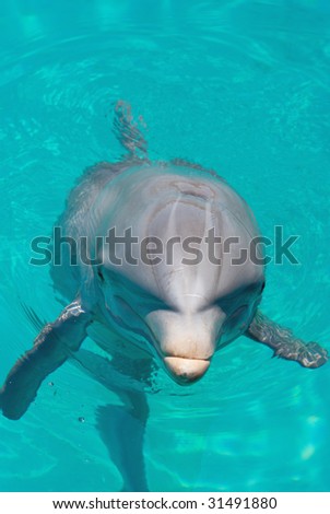 Dolphin laughing at the crowd