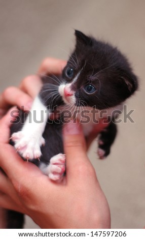 hands holding a small cat. the cat is black and white