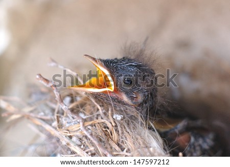 small hungry bird in the nest, with open beak