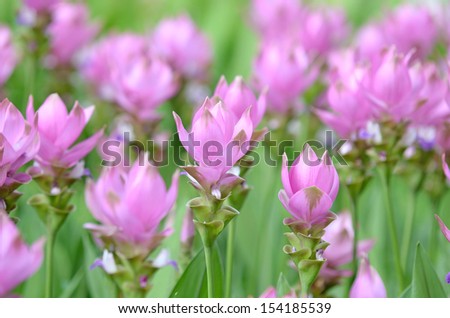 Siam tulip  pink color curcuma selective focus