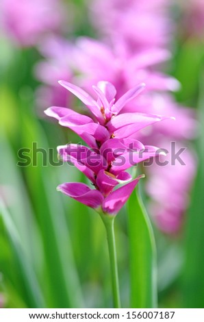 Siam tulip  pink color curcuma selective focus