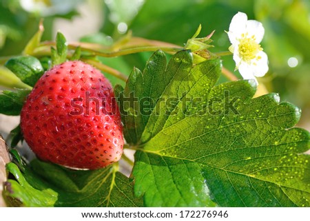 ripe strawberry in a stawbery tree in chaing rai thailand
