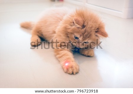 Curious Orange Kitten Plays with a Red Dot from a Laser Pointer