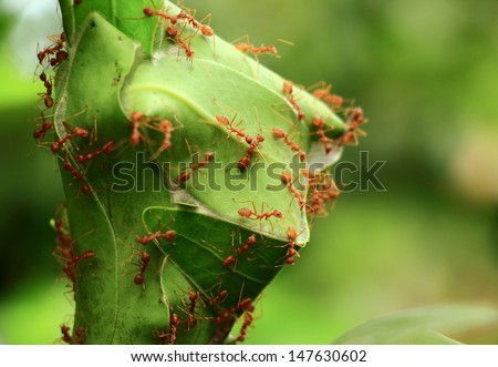 Ants\' Nest Ants\' nest made by joining together green leaves of a Zapota (Sapota) tree