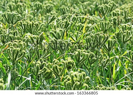 Millet is used as food, fodder and for producing alcoholic beverages. India is largest producer of millet in the world. Millet belongs to the genus Sorghum. Finger millet is variety of millet.
