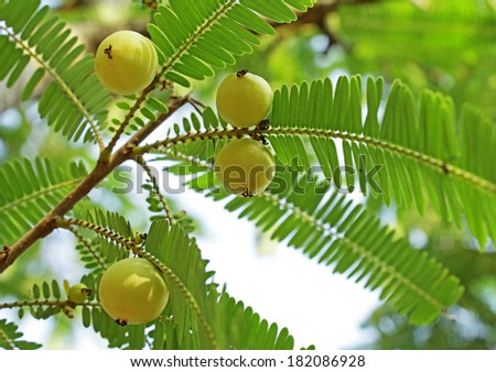 Indian gooseberry (Phyllanthus emblica), also called aamla in Hindi. Indian gooseberry is an essential ingredient of the traditional Indian Ayurvedic (herbal) medicines.