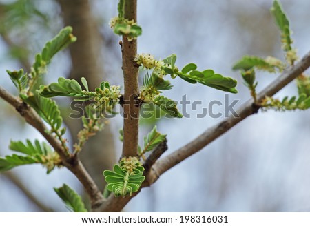 Flowering Indian gooseberry (Phyllanthus emblica). Also called aamla in Hindi. Indian gooseberry is an essential ingredient of the traditional Indian Ayurvedic (herbal) medicines.