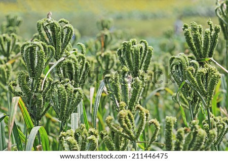 Close up of Finger Millet stalk with grains. Millet is used as food, fodder and for producing alcoholic beverages. India is largest producer of millet in the world.