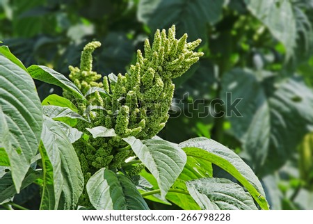 Amaranth species are cultivated as leaf vegetables, cereals and ornamental plants. Genus is Amaranthus. Amaranth seeds are rich source of proteins and amino acids. Also known as thotakura in India