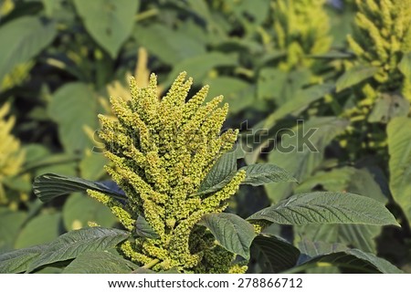 Amaranth is cultivated as leaf vegetables, cereals and ornamental plants. Genus is Amaranthus.
