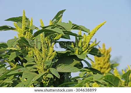 Amaranth is cultivated as leaf vegetables, cereals and ornamental plants. Genus is Amaranthus. Amaranth seeds are rich source of proteins and amino acids. Also known as thotakura in India