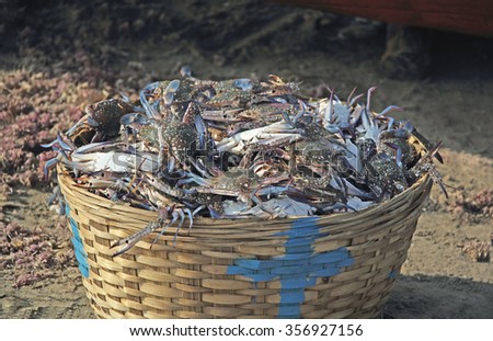 Cane basket full of freshly caught blue crabs. Scientific name Portunus Pelagicus.