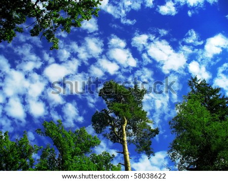 WormÂ´s eye view - gorgeous sky and tall trees in the middle of the forest