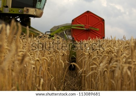 Close-up ears of wheat at field and harvesting machine on background. Combine out of focus.