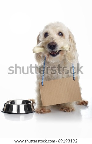 Dog With Bone In Its Mouth Wearing Cardboard Sign Around Neck Waiting