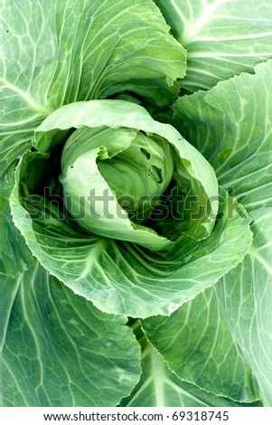 cabbage head growing on the vegetable bed