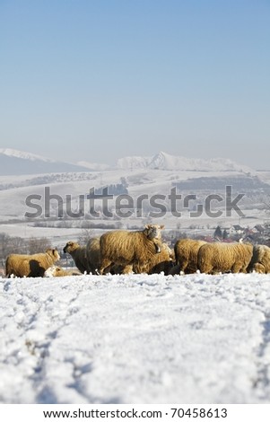 Herd of sheep, winter scene at village farm