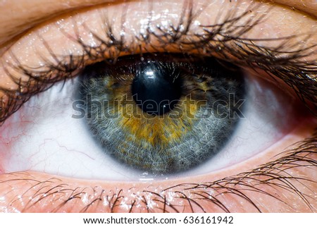This is a macro of a human eye.