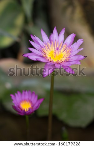 Purple lotus water lily flowers.