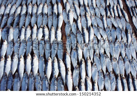 Dried fish dry in sunlight. Dried fish is dry foodstuff, this food product by mix salt with fresh fish and then place them under sunlight. We can use for long time, fry or grill to eat