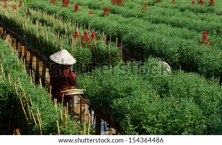 SA DEC, VIET NAM - JANUARY 26. Sadec is  place product many flower for Tet, they plant in concentration area. This is daisy garden, flowerpot set on the frame, farmer take care them. January 26, 2013