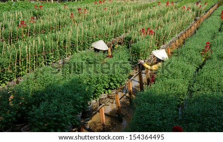SA DEC, VIET NAM - JANUARY 26. Sadec is  place product many flower for Tet, they plant in concentration area. This is daisy garden, flowerpot set on the frame,  farmer take care them. January 26, 2013