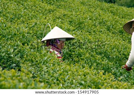 DA LAT, VIET NAM - JULY 31. Woman wear conical straw hat pick browse from tea plant and put into basket at tea plantation. July 31, 2012