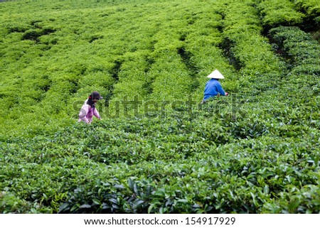 DA LAT, VIET NAM - JULY 31. Woman wear conical straw hat pick browse from tea plant and put into basket at tea plantation. July 31, 2012