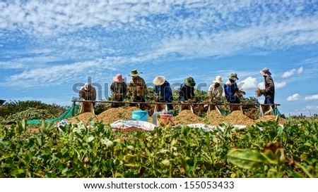Binh Thuan, Viet Nam- February 3. Farmers Harvest Peanut Tree On The Large Area By Take Them Out Of Underground, Peanut Grain Fall In Pile In Binhthuan, Vietnam On February 3, 2013