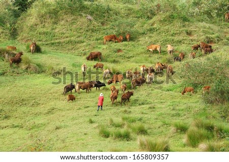 LAM DONG, VIET NAM- NOVEMBER 28: People herd a flock of oxen (cows)  and let them graze grass on large grassland at the hill in Lam Dong, Viet Nam on November 28, 2013