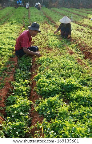 DA LAT, VIET NAM- DEC 28: Vietnamese farmer work on vegetable farm, they weed to care carrot plant in Dalat, Vietnam on Dec 28, 2013