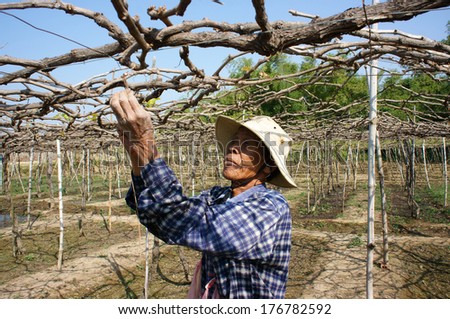 Phan Rang, Vietnam- Jan 24: Man Cares Vine At Vine Garden, He Working Under Frame That Shed Leave, Branch Of Creeper Make Interlace Network, Phan Rang Is Vine Growing Region, Viet Nam, Jan 24, 2014