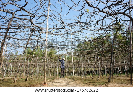 PHAN RANG, VIETNAM- JAN 24: Man cares vine at vine garden, he working under frame that shed leave, branch of creeper make interlace network, Phan Rang is vine growing region, Viet Nam, Jan 24, 2014