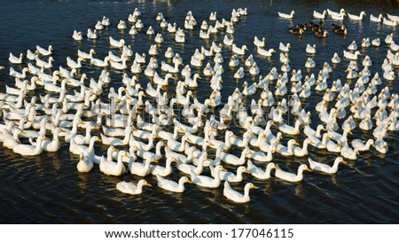 Flock of duck swimming on water, they let wander in nature, this is danger to infect with flu virus as H5N1, H7N9