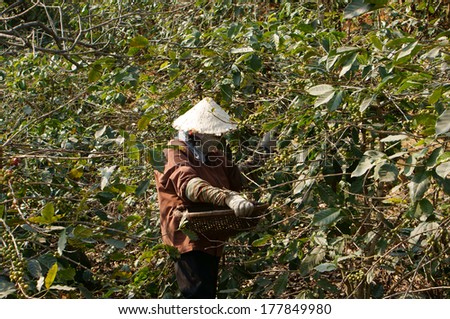 LAM DONG, VIETNAM- JAN 24: Farmer harvesting coffee grain on coffee plantation,  women pick up ripe bean, this plant is industrial tree in Viet Nam, Jan 24, 2014