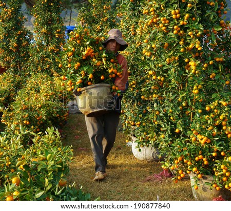 DA LAT, VIET NAM- JAN 26: Vietnamese people carry citrus tree pot for sale, trees laden with bright orange fruits at open air farmer market in springtime, Dalat, Vietnam, Jan 26, 2014