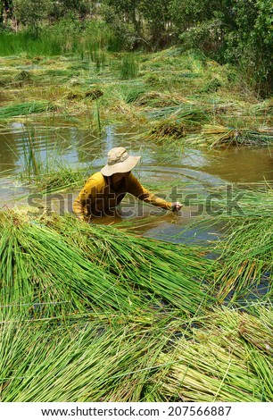 MEKONG DELTA, VIETNAM- JULY 20: Man working in unsafe condition, people soak in water to harvest sedge, a kind of grass rise in reservoir to cover surface bed of garlic Vietnam, July 20, 2014