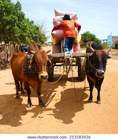 BINH THUAN, VIETNAM- JAN 21: Calm, peaceful scene at Vietnamese countryside, man transfer rice bag to wagon, brown cow repair pull cart on dusty path, transport at poor rural, Vietnam, Jan 21, 2014