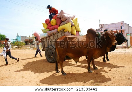 BINH THUAN, VIETNAM- JAN 21: Calm, peaceful scene at Vietnamese countryside, man transfer rice bag to wagon, brown cow repair pull cart on dusty path, transport at poor rural, Vietnam, Jan 21, 2014