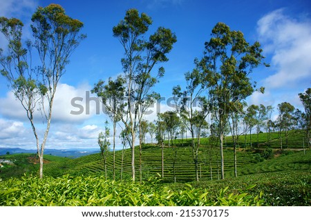 Beautiful landscape of nature in wind day, vast tea plantation in green color, group of tree on farm, nice Vietnam country for travel in spring, Cau Dat have many tea hill of Dalat
