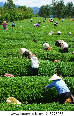 DALAT, VIETNAM- SEPT 3: Crowd of tea picker picking tea leaf on plantation, Vietnamese farmer  working on sunny day, green scene of farm, group worker, row of tree, mountain, Viet Nam, Sept 3, 2014