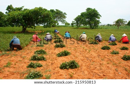 BINH THUAN, VIETNAM- SEPT 4: Group of Asia farmer working on agriculture plantation,  Vietnamese family  harvest peanut on red soil, crowded scene on day, primitive agricultural,Viet Nam, Sept 4, 2014