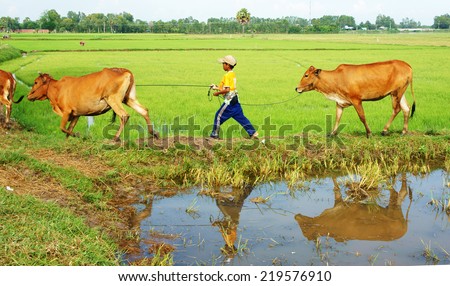 MEKONG DELTA, VIET NAM- SEPT 20: Unidentified Asian child labor tend cow on rice plantation, ox, children work at Vietnamese poor countryside, Vietnam, Sept 20, 2014