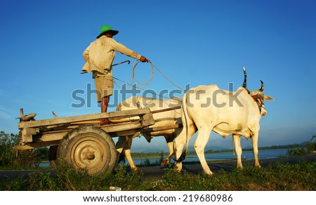 CHAU DOC, VIET NAM- SEP 20: Amazing landscape of Vietnamese rural in morning,  ride wagon move on country road, beautiful white couple cow pull cart  with Asian man standing on, Vietnam, Sept 20, 2014