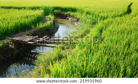 Vietnam rural, vibrant colors of paddy field in sunny day, bamboo bridge cross small stream, beautiful yellow of growth, reflection of bridge on water, fresh air, romantic landscape of Asia country